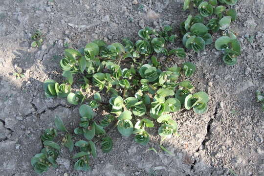 Image of disk waterhyssop