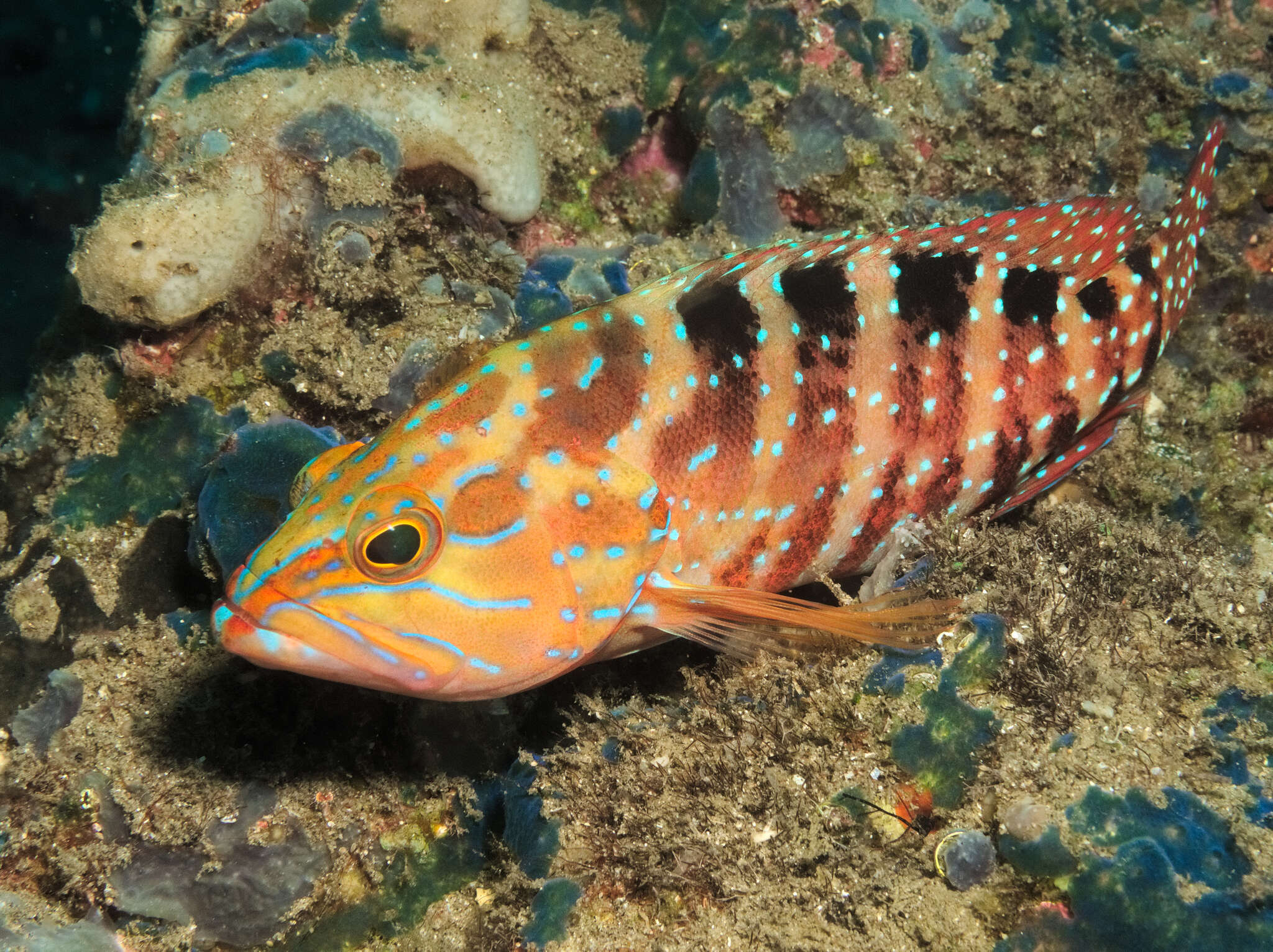 Image of Freckled Rock-cod