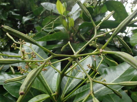 Image of umbrella catchbirdtree