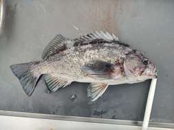 Image of Deacon rockfish