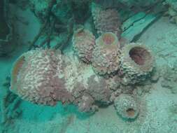 Image of Azure Vase Sponge