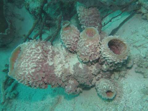 Image of Azure Vase Sponge