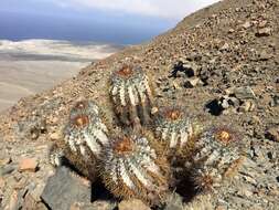 Imagem de Copiapoa calderiana subsp. atacamensis (Middled.) Mottram