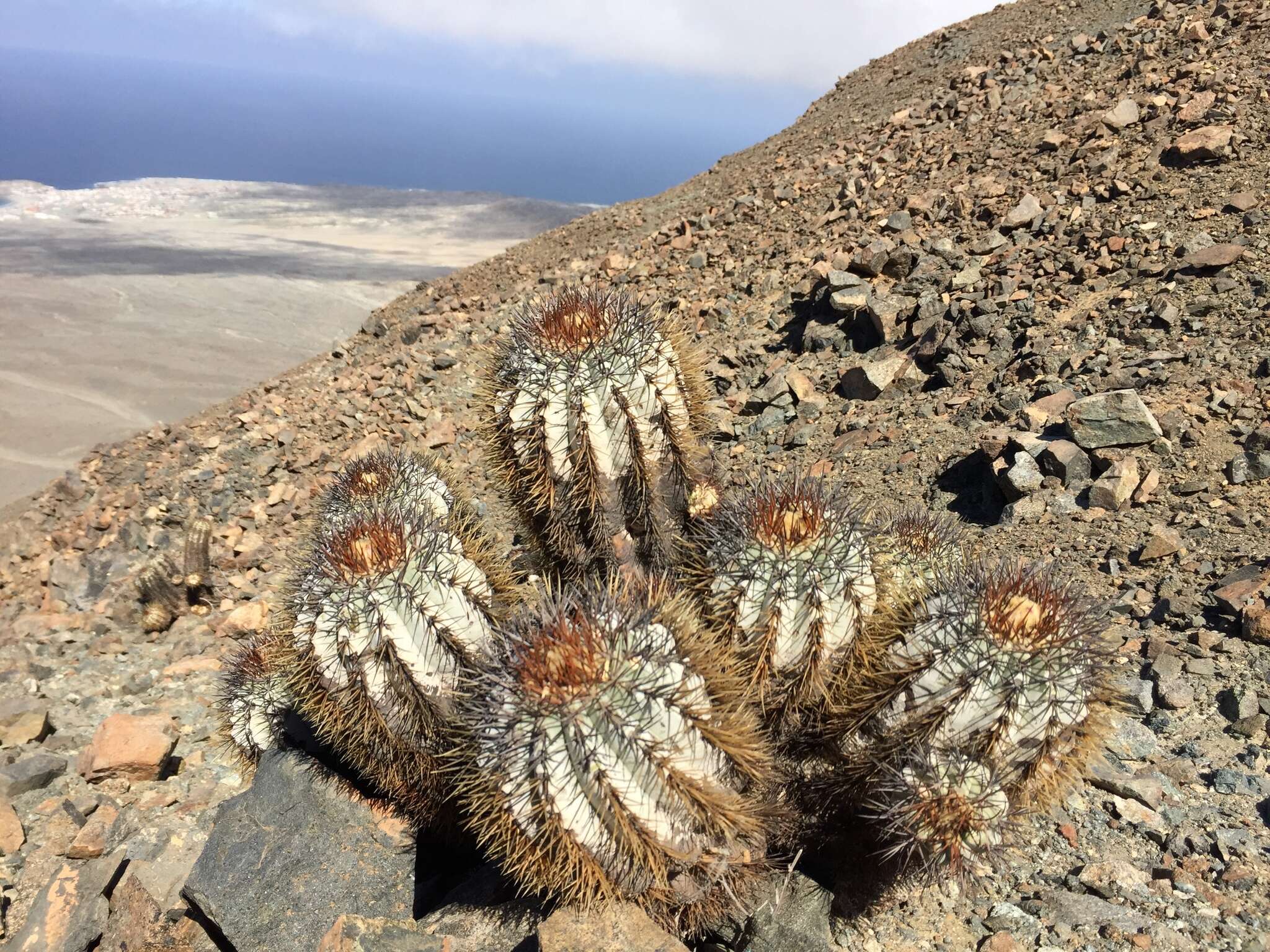 Imagem de Copiapoa calderiana subsp. atacamensis (Middled.) Mottram