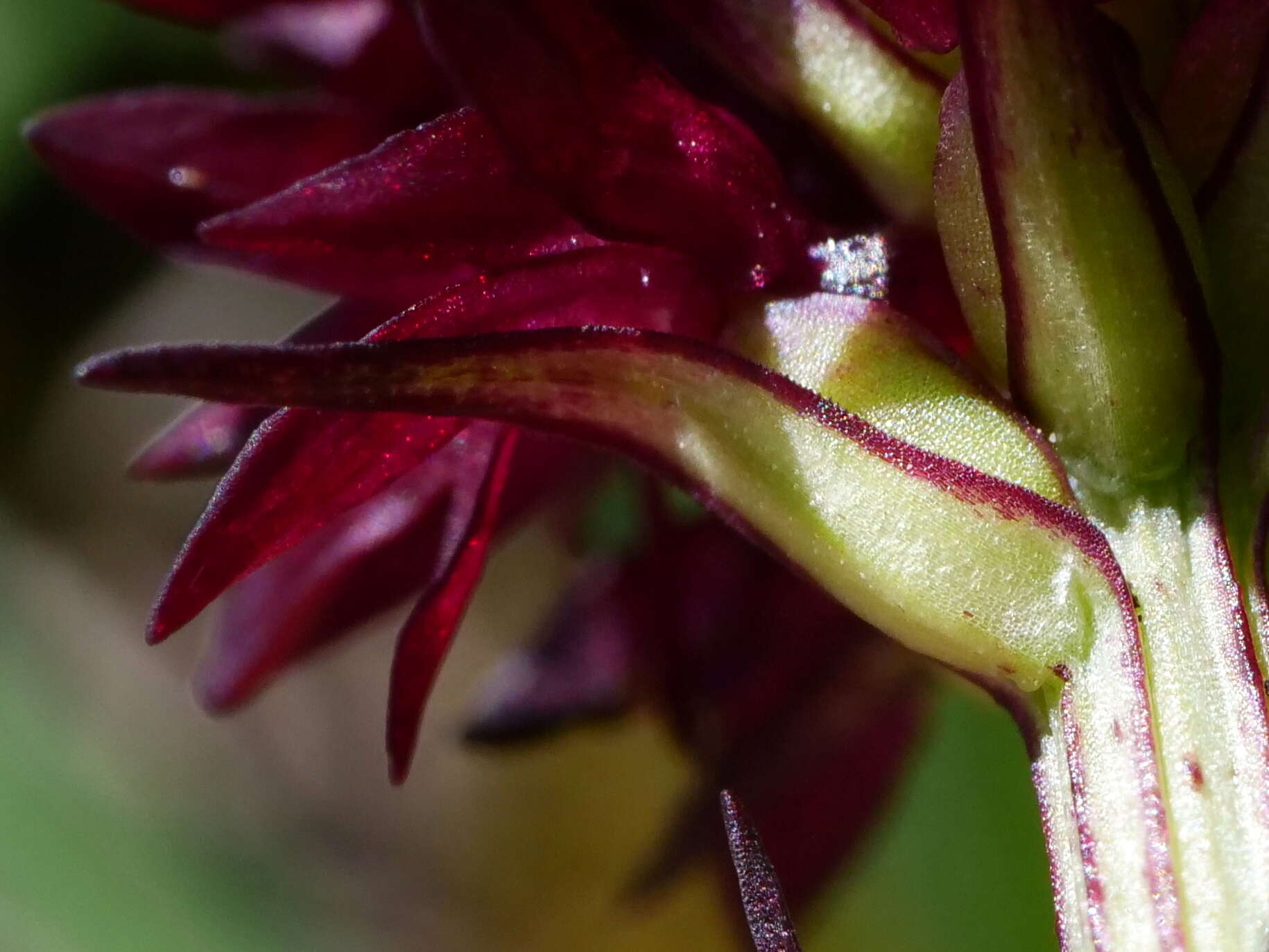 Gymnadenia austriaca (Teppner & E. Klein) P. Delforge的圖片