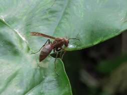 Image of Polistes tenebricosus Lepeletier 1836