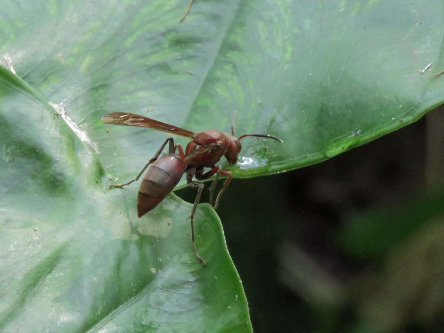 Image of Polistes tenebricosus Lepeletier 1836