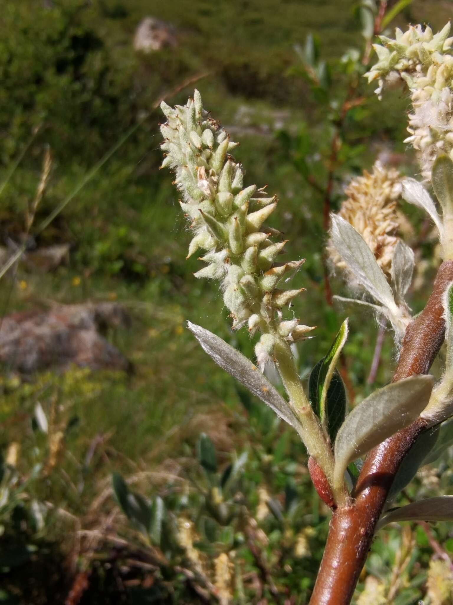 Image de Saule de Suisse