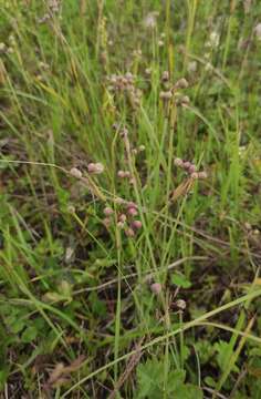 صورة Sisyrinchium septentrionale E. P. Bicknell