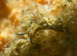 Image of Polycera melanosticta M. C. Miller 1996