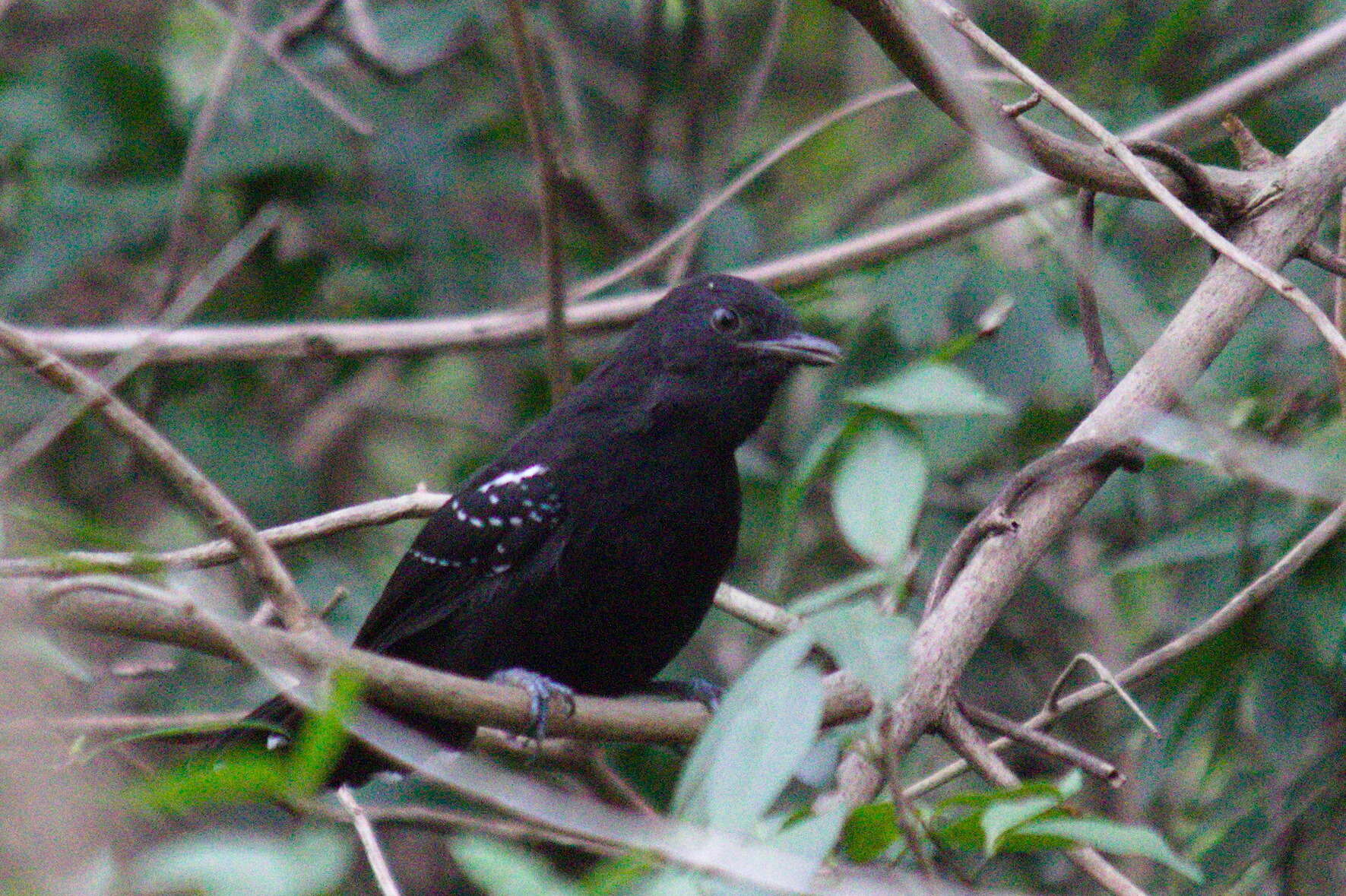 Image of Mato Grosso Antbird