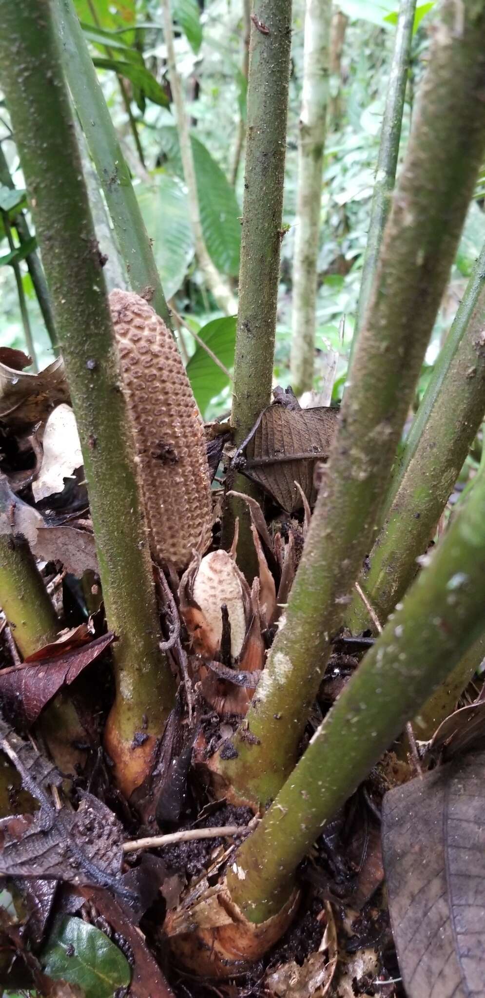 Image of Zamia lindenii Regel ex André