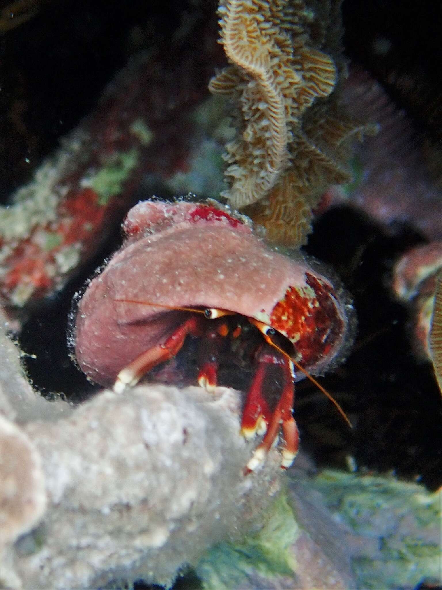 Image of orange claw hermit crab