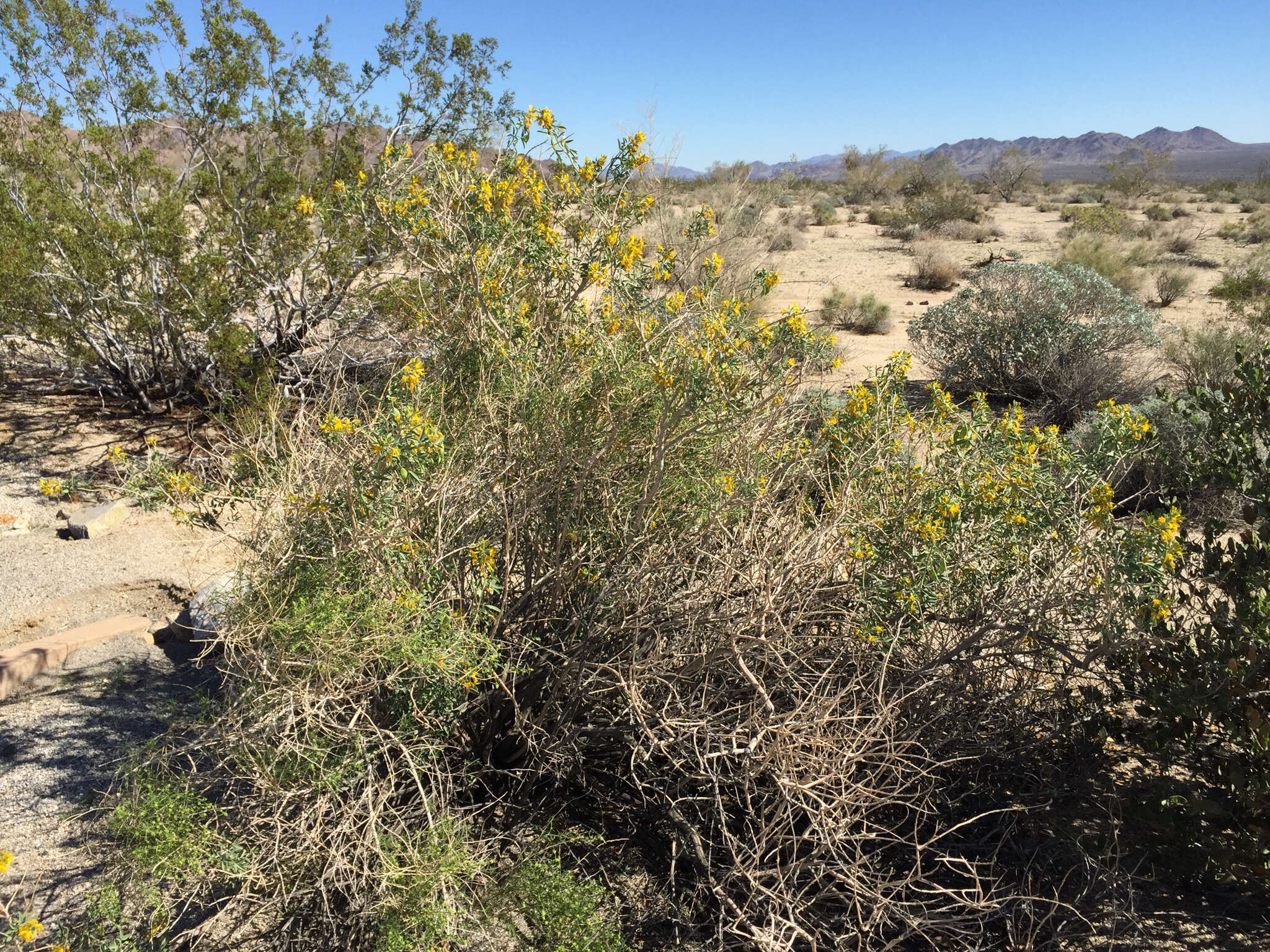 Image of bladderpod spiderflower