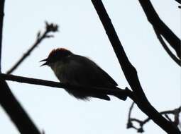 Image of Scarlet-backed Flowerpecker