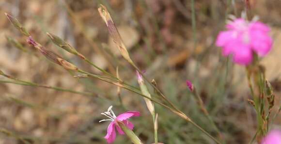 Image of Dianthus basuticus Burtt Davy