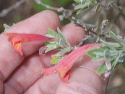 Image of Clinopodium breviflorum (Benth.) Govaerts