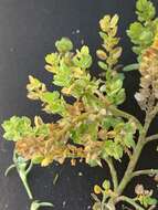 صورة Lepidium strictum (S. Watson) Rattan