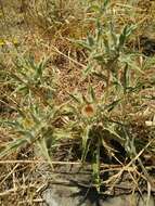 Image of Carlina lanata L.