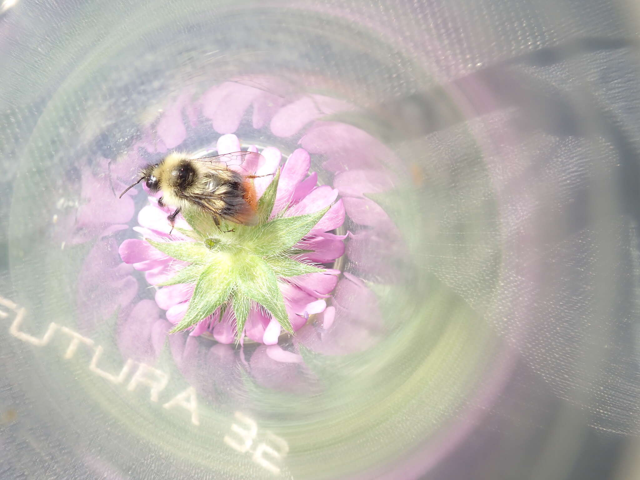 Image of Bombus pyrenaeus Pérez 1879