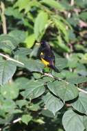 Image of Black-vented Oriole