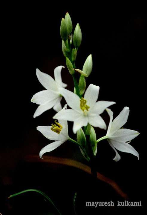 Слика од Chlorophytum tuberosum (Roxb.) Baker