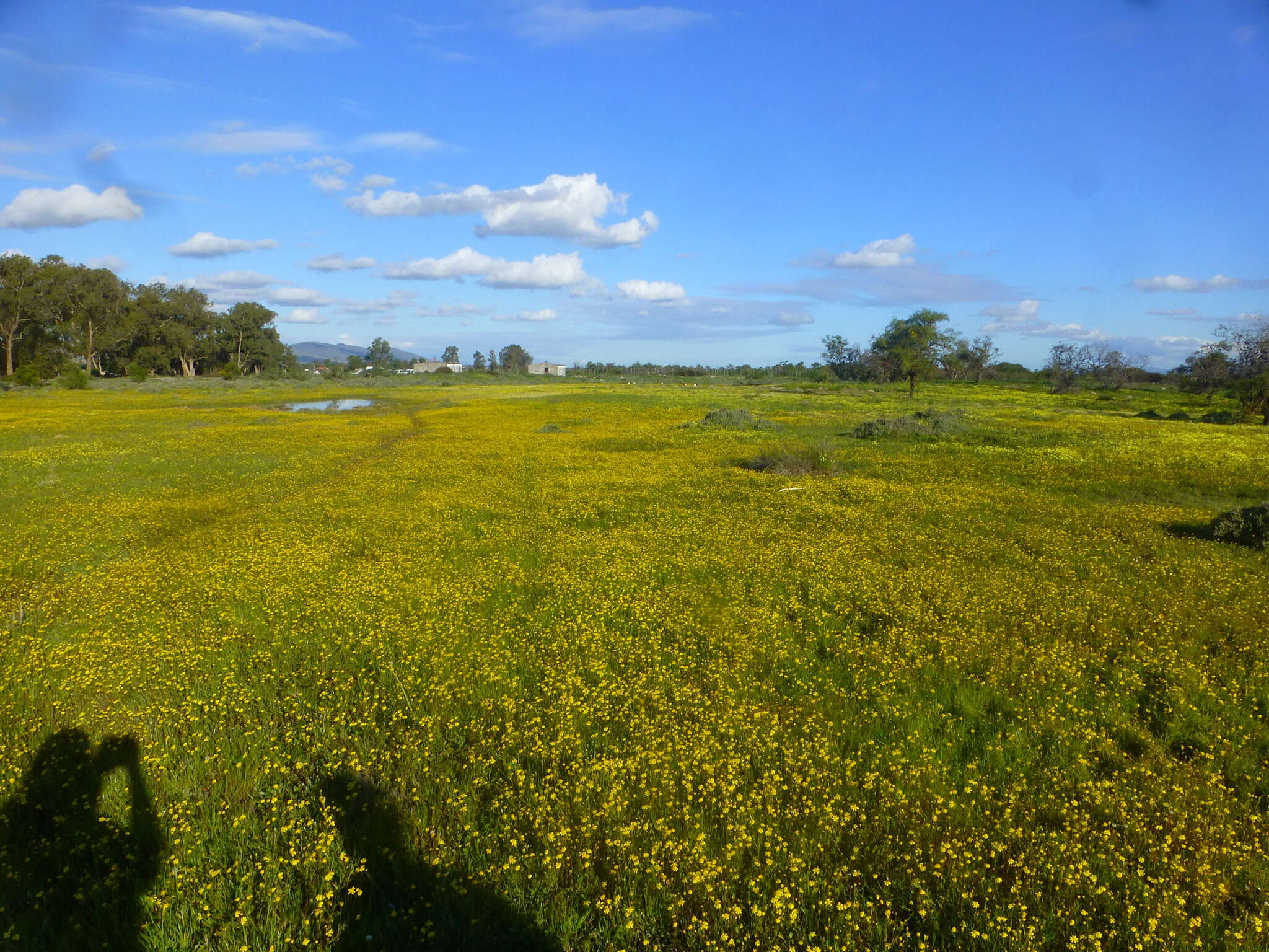 Image of Cotula filifolia Thunb.