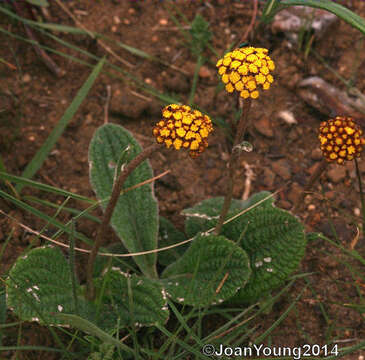 Image of Helichrysum nudifolium var. pilosellum (L. fil.) H. Beentje