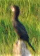 Image of Little Cormorant