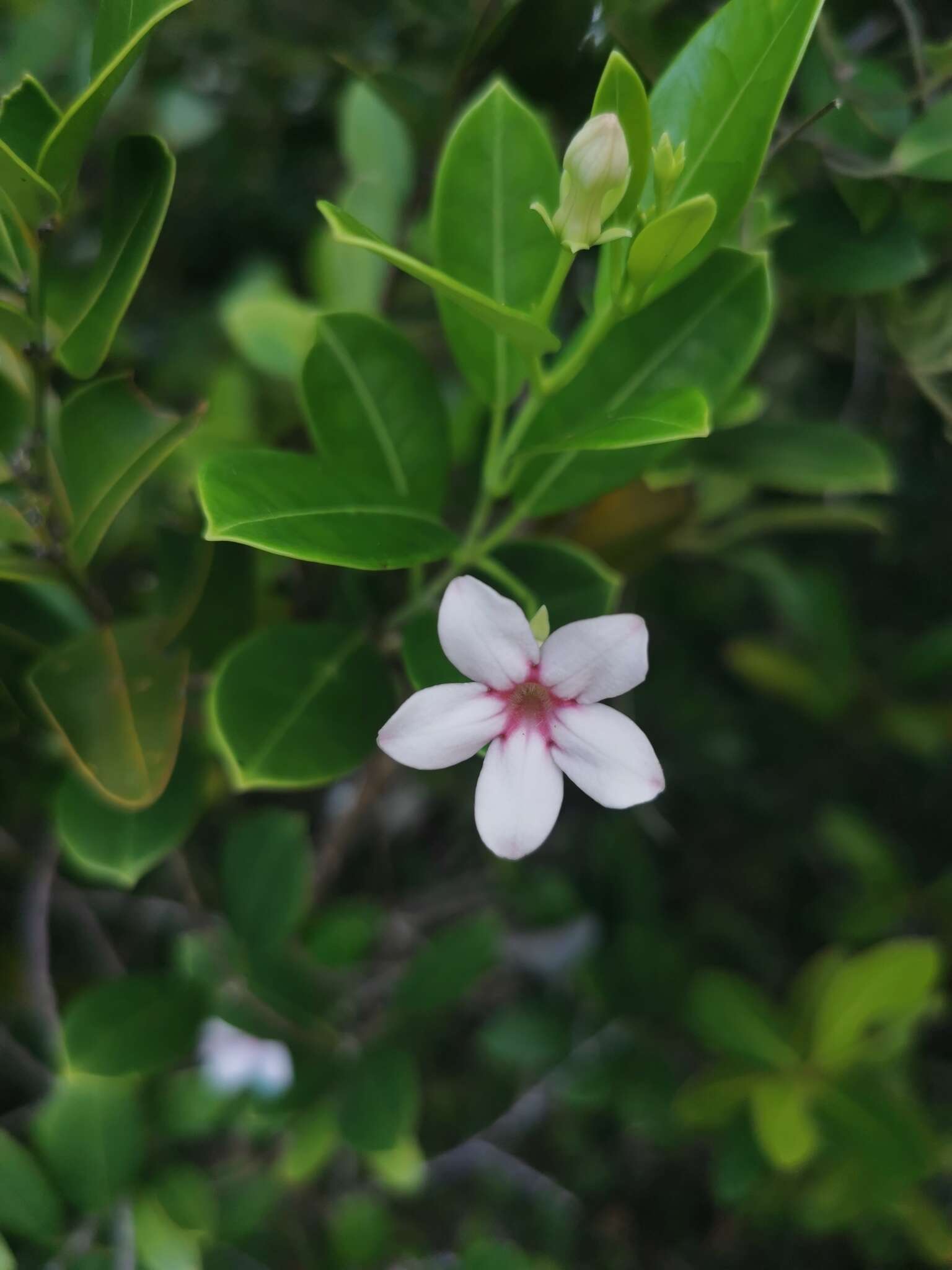 Image of Stephanotis thouarsii Brongn.