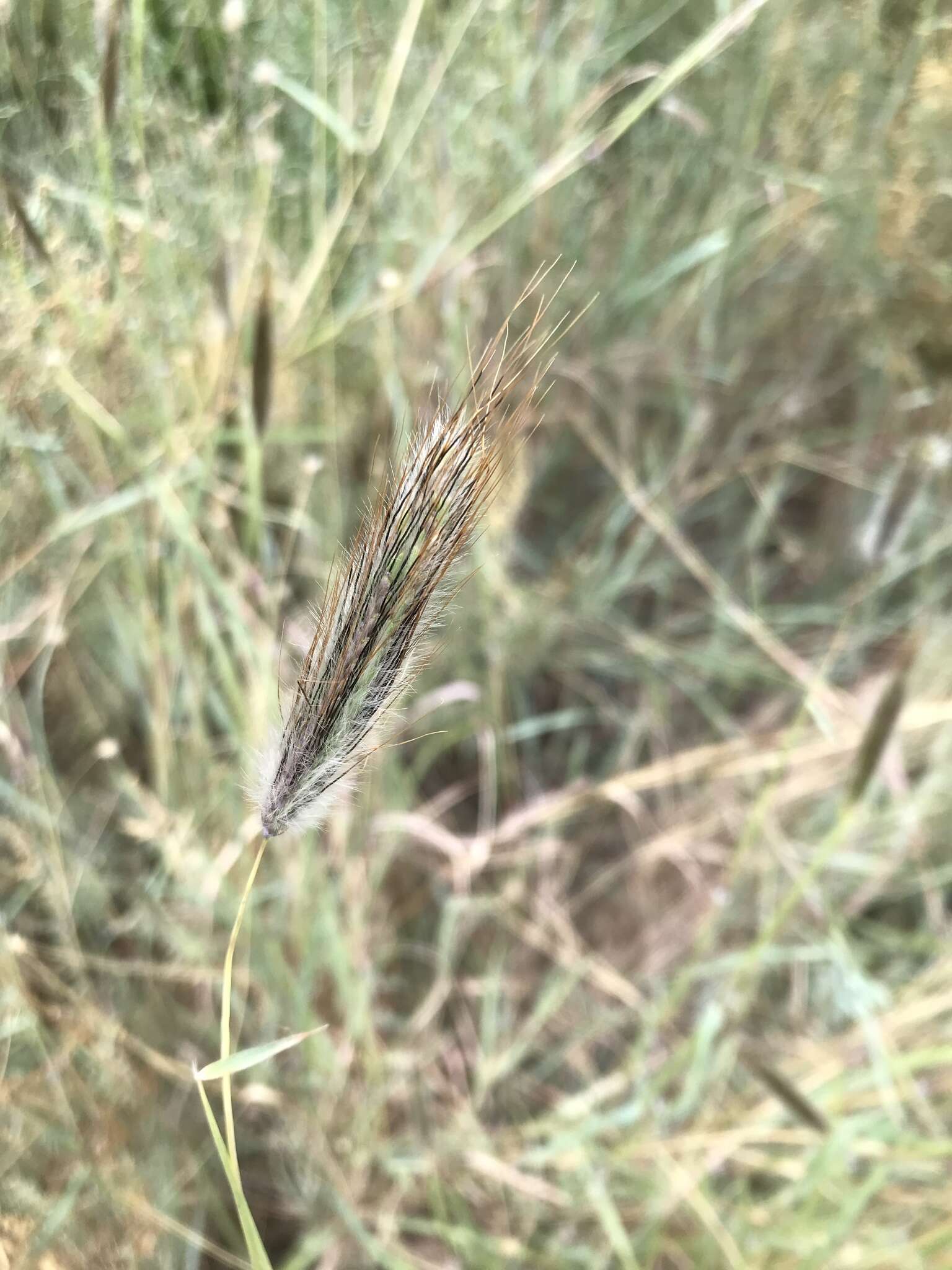 Image of Dichanthium sericeum subsp. sericeum