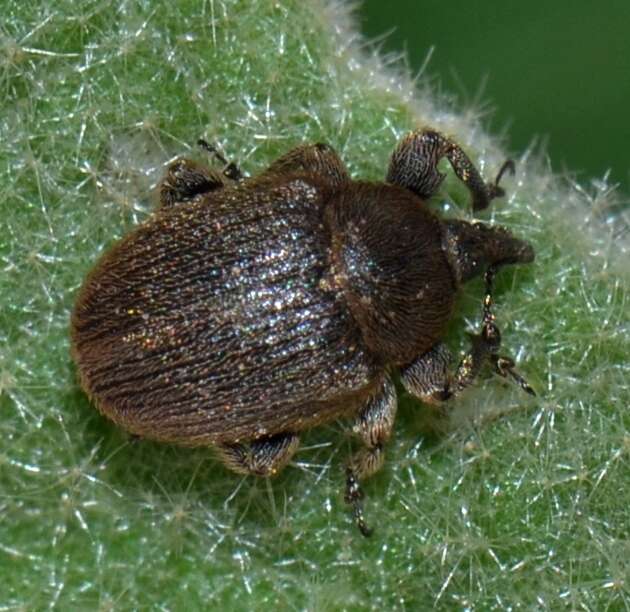 Image of Weevil