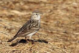 Image of Greater Short-toed Lark