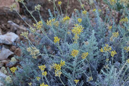 Image of Helichrysum italicum subsp. tyrrhenicum (Bacch., Brullo & Giusso) Herrando, J. M. Blanco, L. Sáez & Galbany