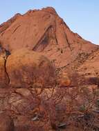 Imagem de Commiphora glaucescens Engl.