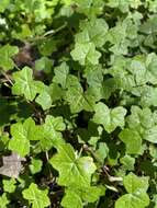 Imagem de Hydrocotyle acutiloba (F. Müll.) Wakef.