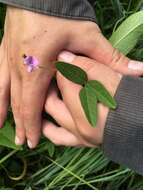 Image de Strophostyles leiosperma (Torr. & A. Gray) Piper