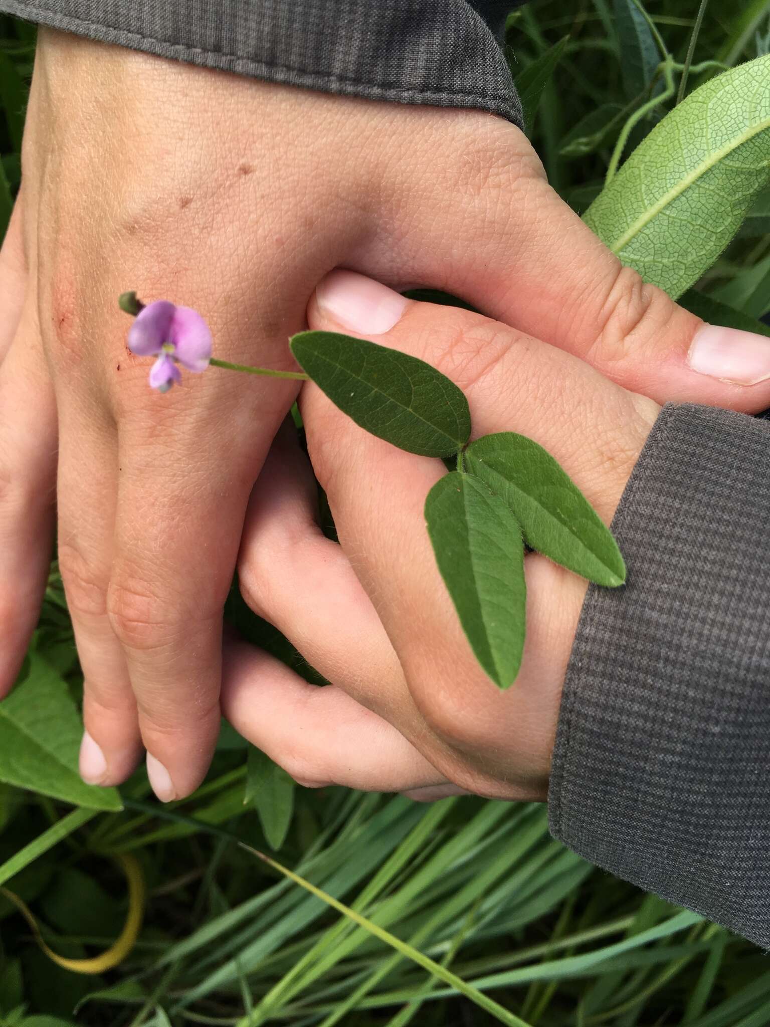 Image de Strophostyles leiosperma (Torr. & A. Gray) Piper