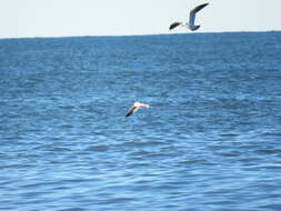 Image de Mouette de Patagonie