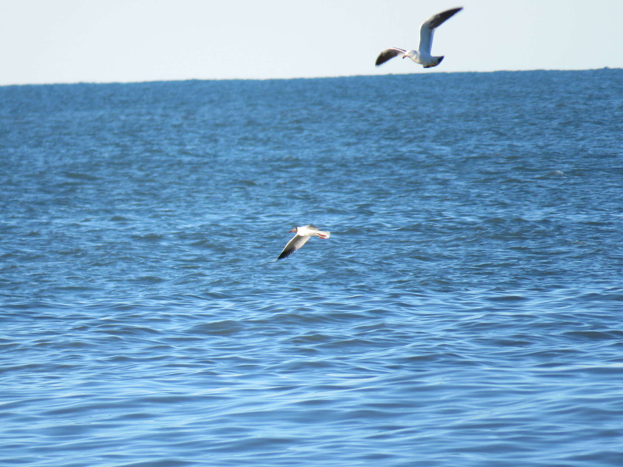 Image de Mouette de Patagonie