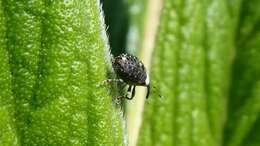 Image of Figwort weevil