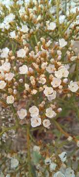 Imagem de Limonium brasiliense (Boiss.) O. Kuntze