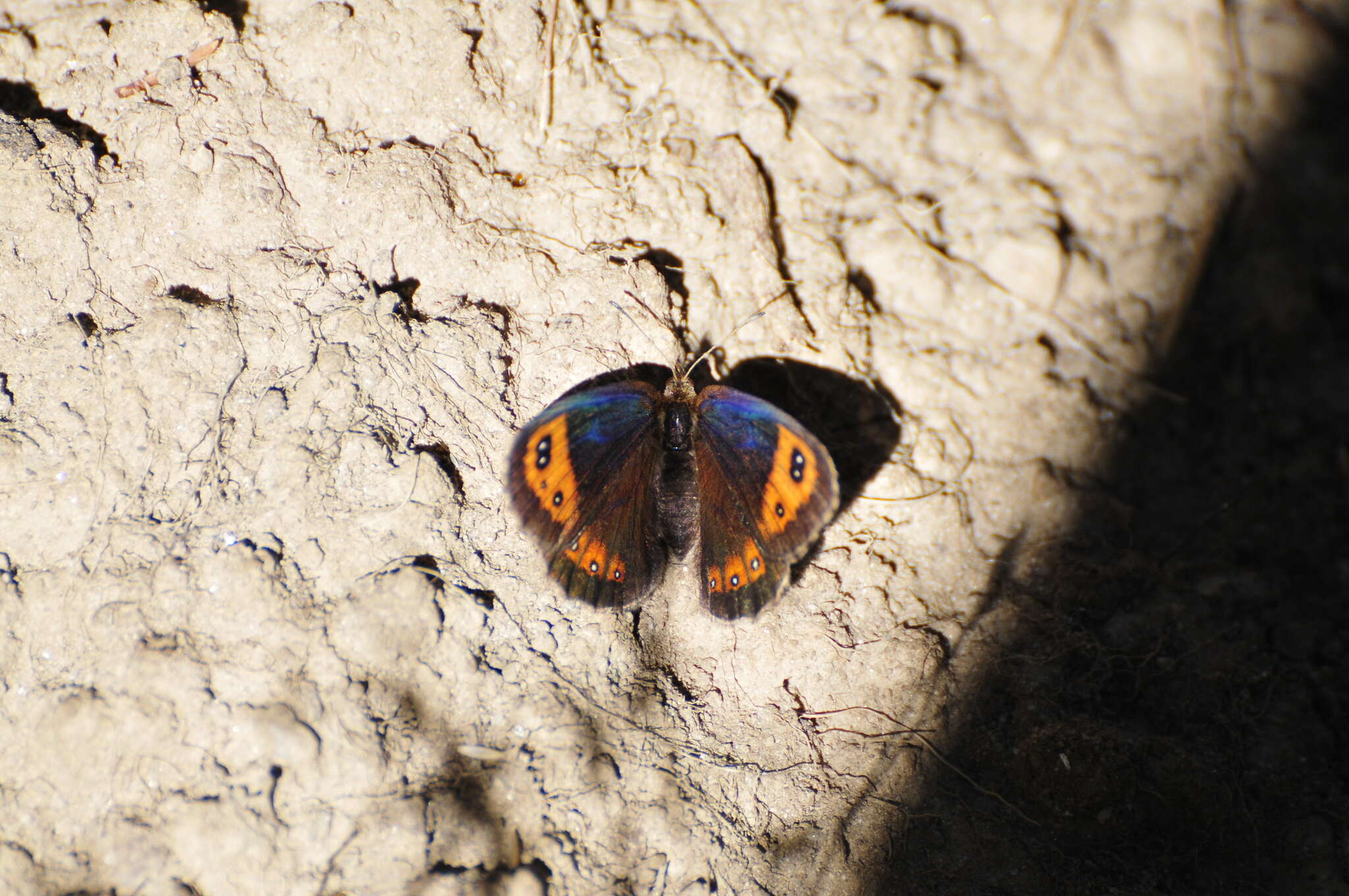 Image of Autumn Ringlet