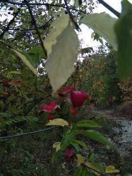 Image of Broad-leaved Spindle