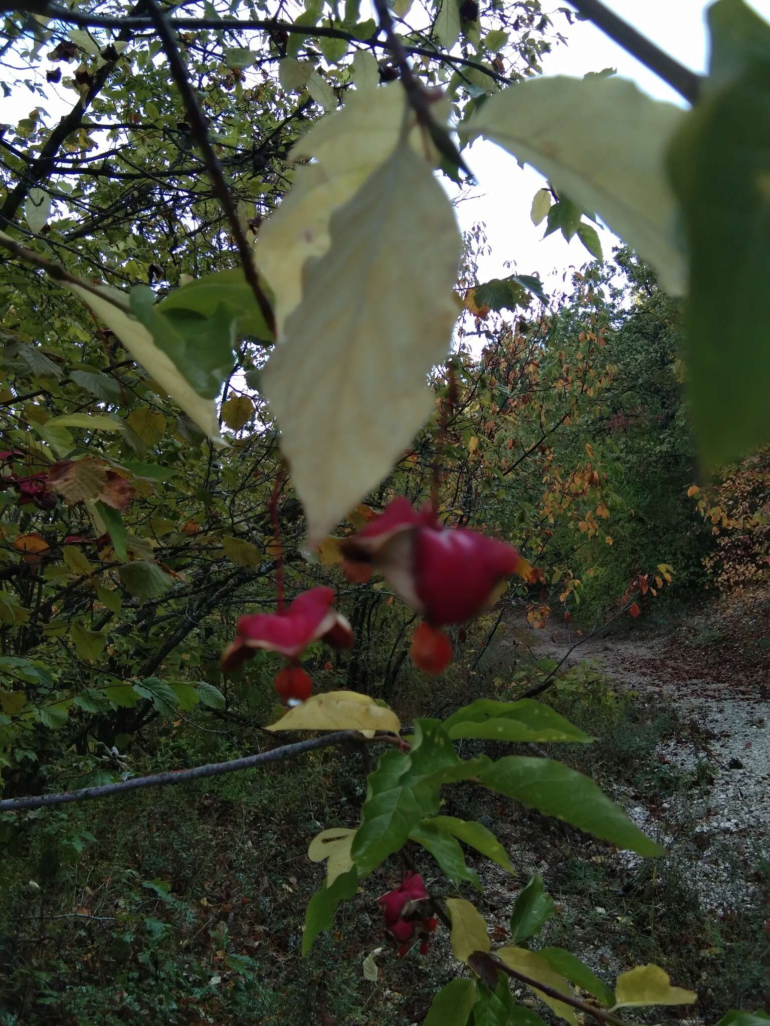 Imagem de Euonymus latifolius (L.) Mill.