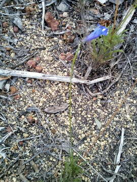 Image of Lobelia coronopifolia L.