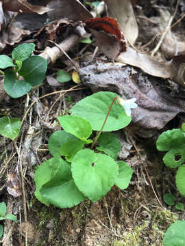 Image of sweet white violet