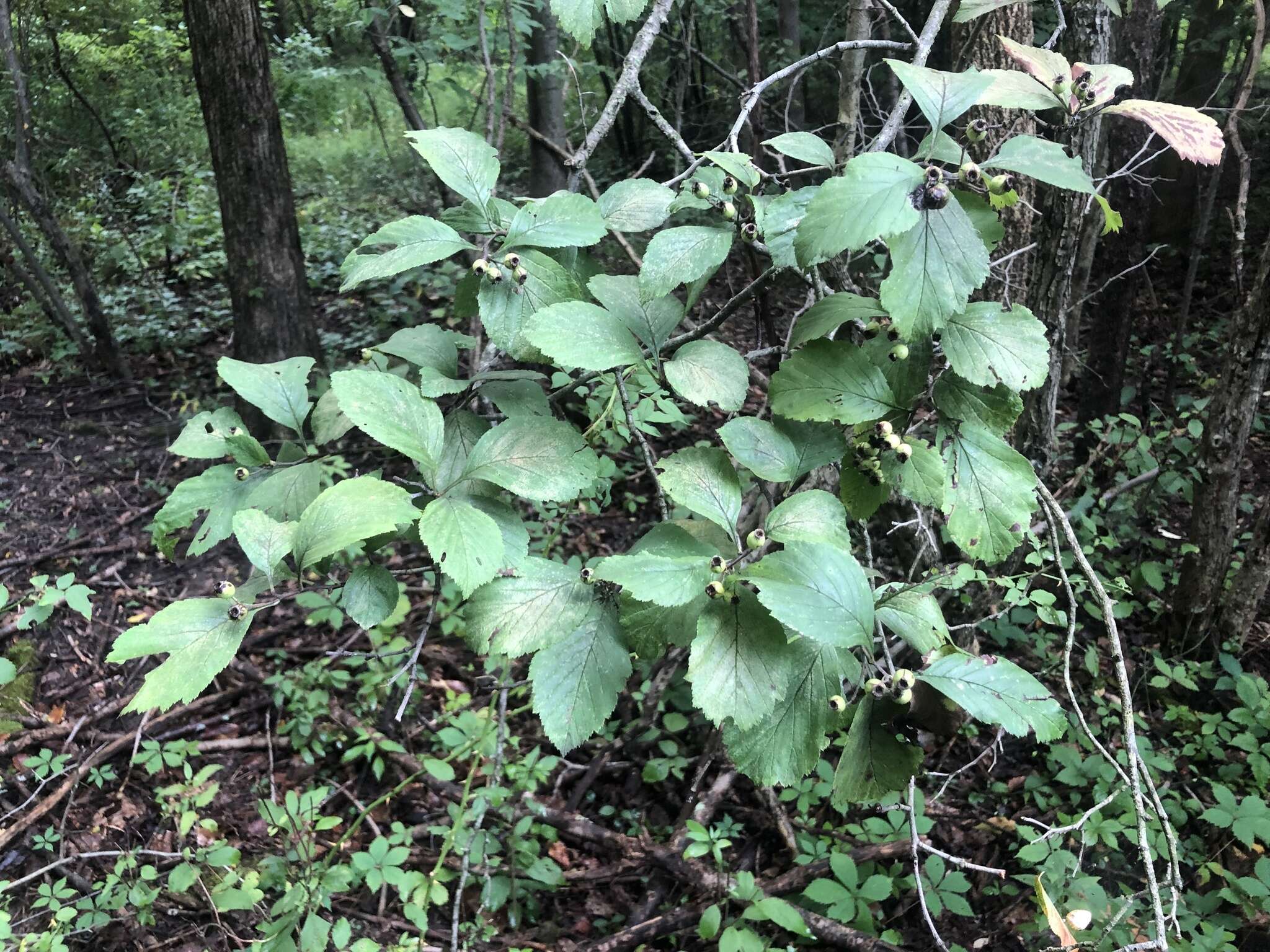 Sivun Crataegus calpodendron (Ehrh.) Medik. kuva