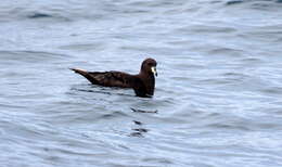 Image of Westland Black Petrel