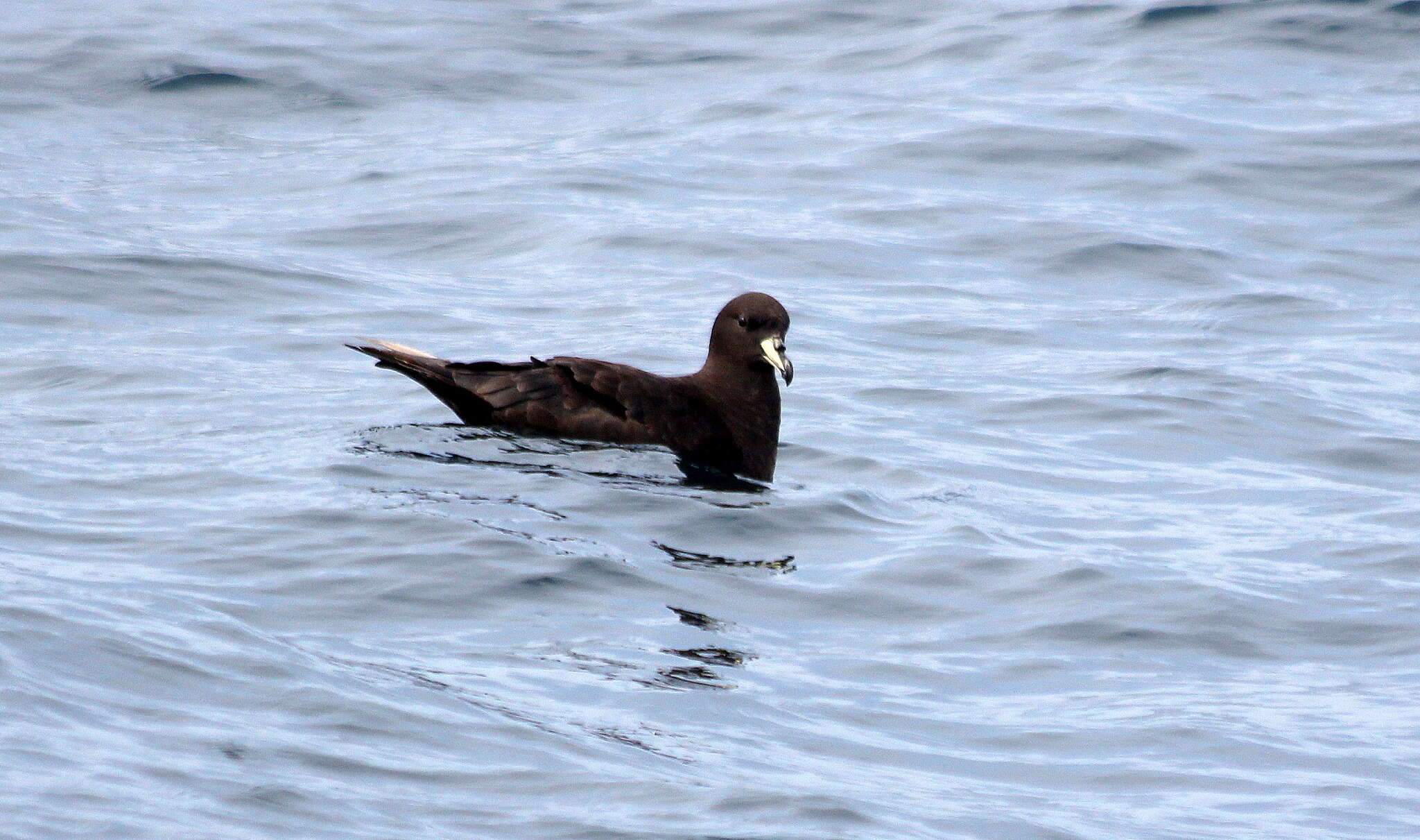 Image of Westland Black Petrel